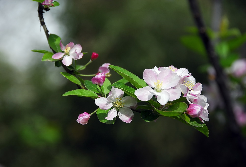 春花 摄影 tielong