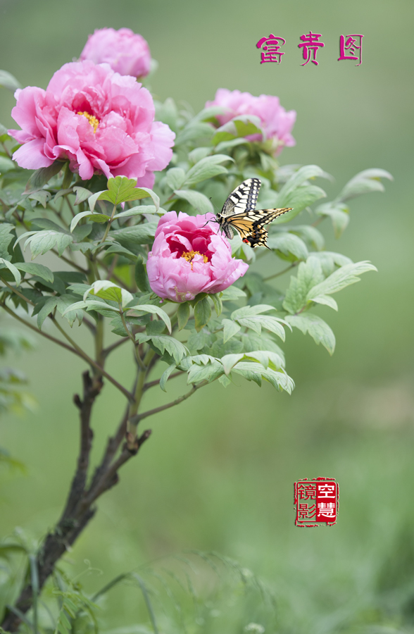 洛阳牡丹    空慧镜影 摄影 空慧镜影