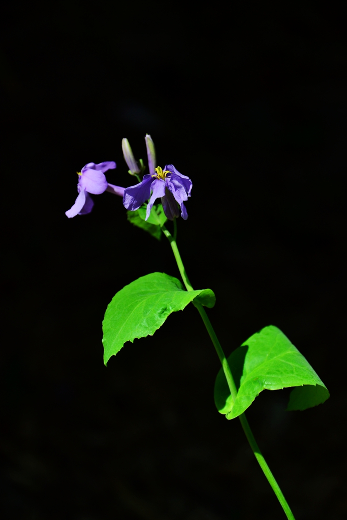 这个季节也就能拍点小花了 摄影 果汁2011