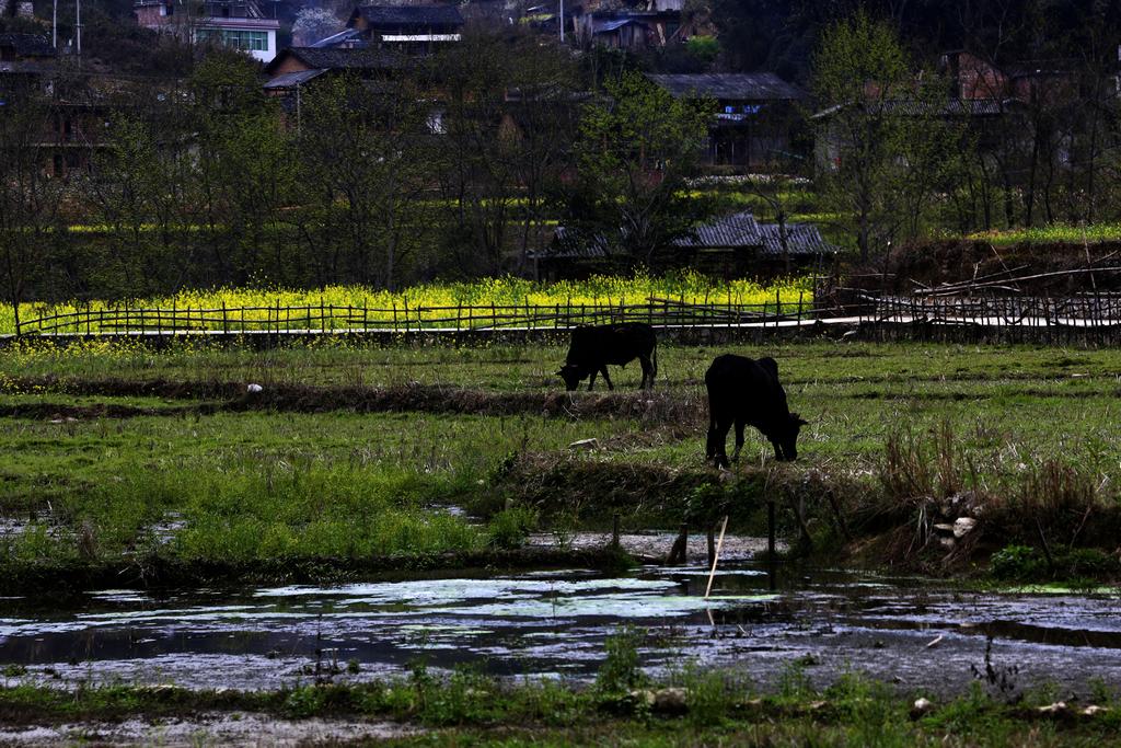 田园 摄影 山野骏马