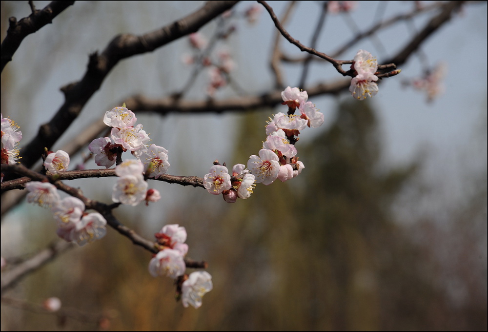 桃花 摄影 xiexie