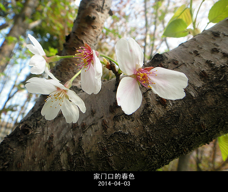 家门口春色-----10 摄影 乐蕾