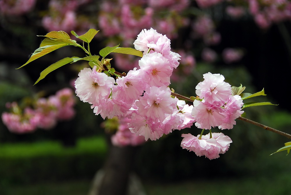 一支樱花 摄影 tielong