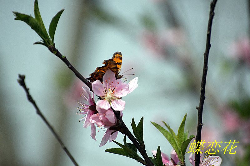 蝶恋花 摄影 孤鹜