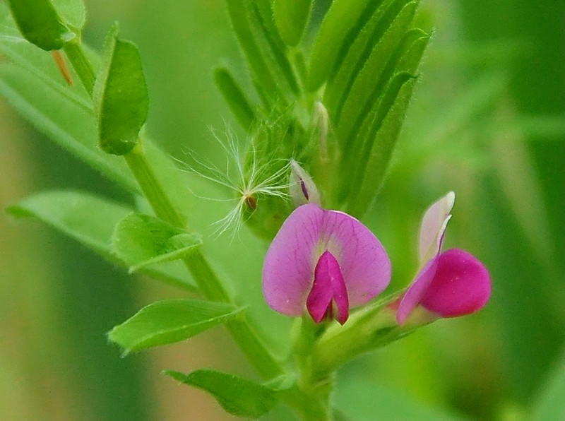 花2 摄影 远山AA