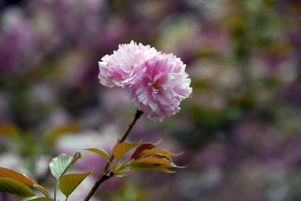 一支樱花 摄影 tielong