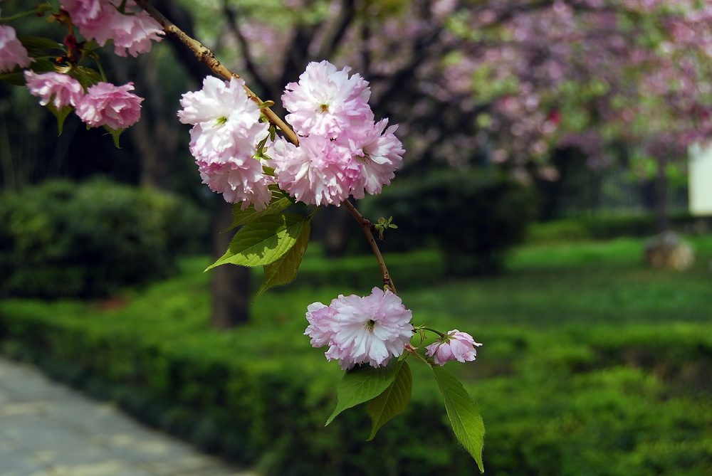 一支樱花 摄影 tielong