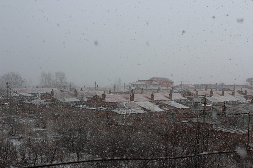 阳春三月飘瑞雪 摄影 大哥看点