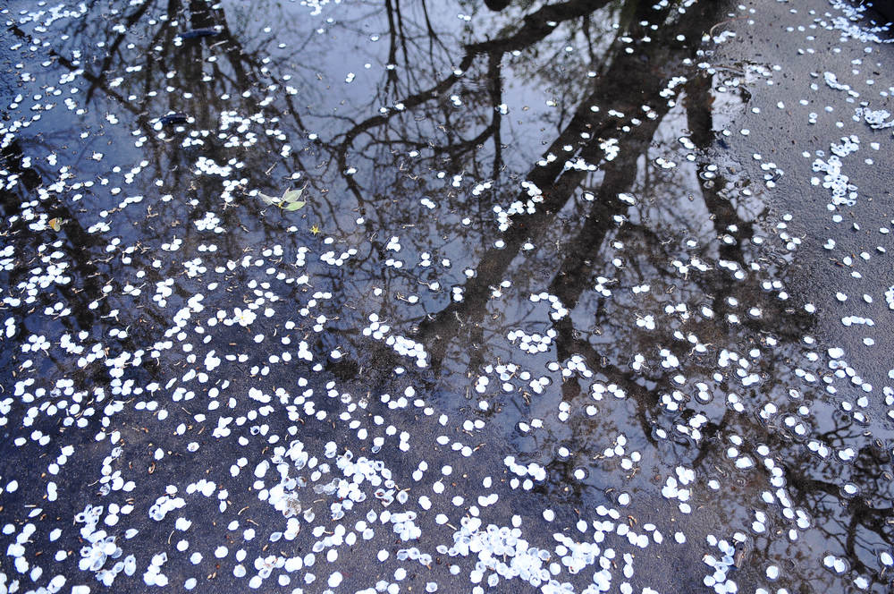 梨花雪 摄影 牧童