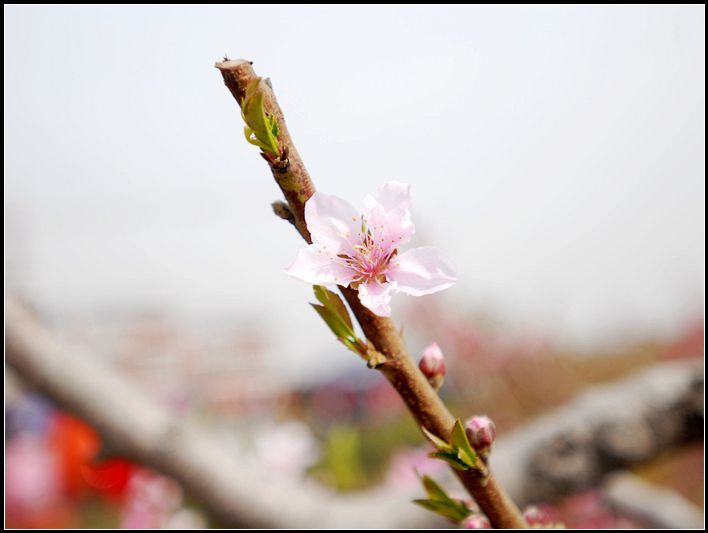 桃花即谢 摄影 西域