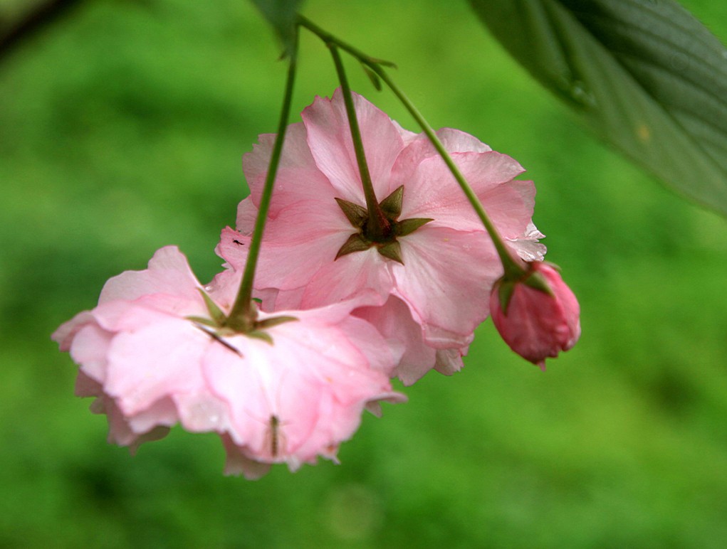 樱花 摄影 于搏