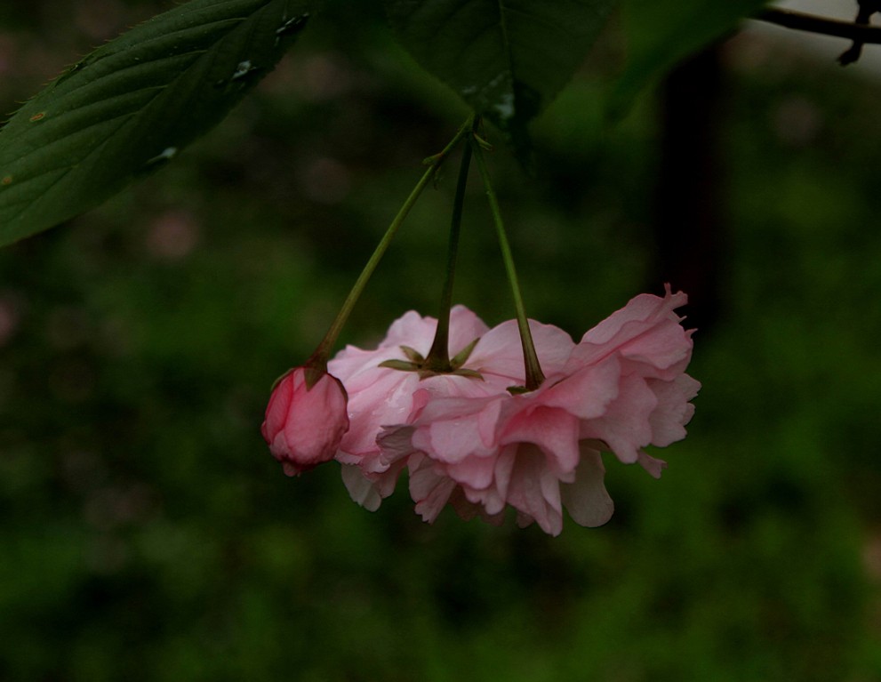 樱花 摄影 于搏