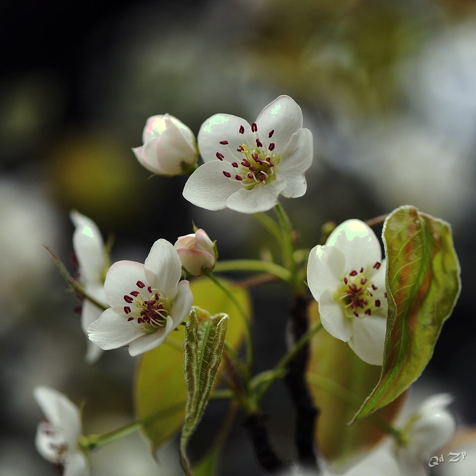 青岛的梨花 摄影 qdzp