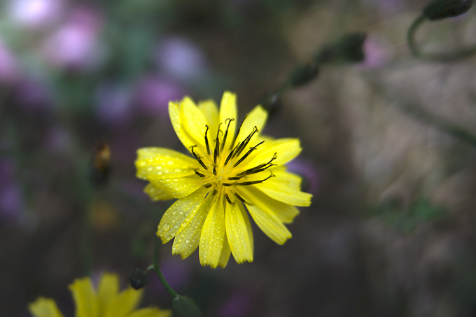 小黄花 摄影 积石