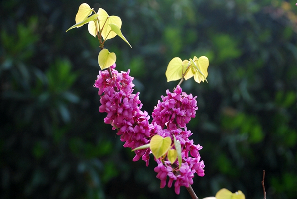 紫金花 摄影 leezongke