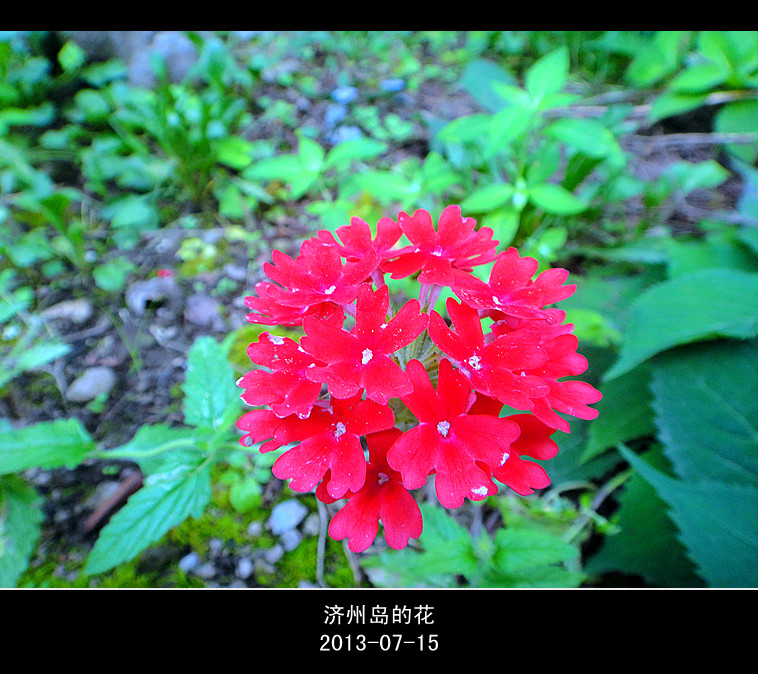 韩国济州岛游随拍---4 摄影 乐蕾