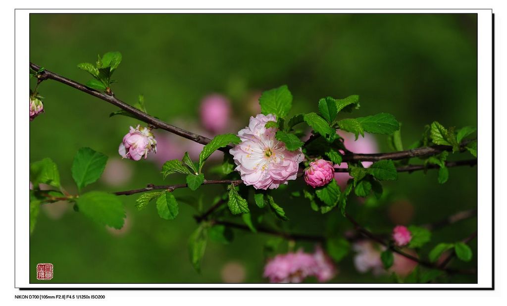 花卉拍摄 5 摄影 翟永生