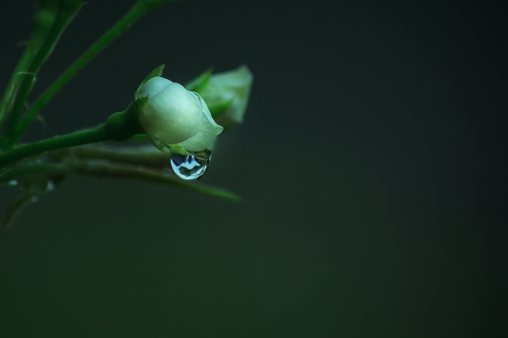 泪花 摄影 何光明