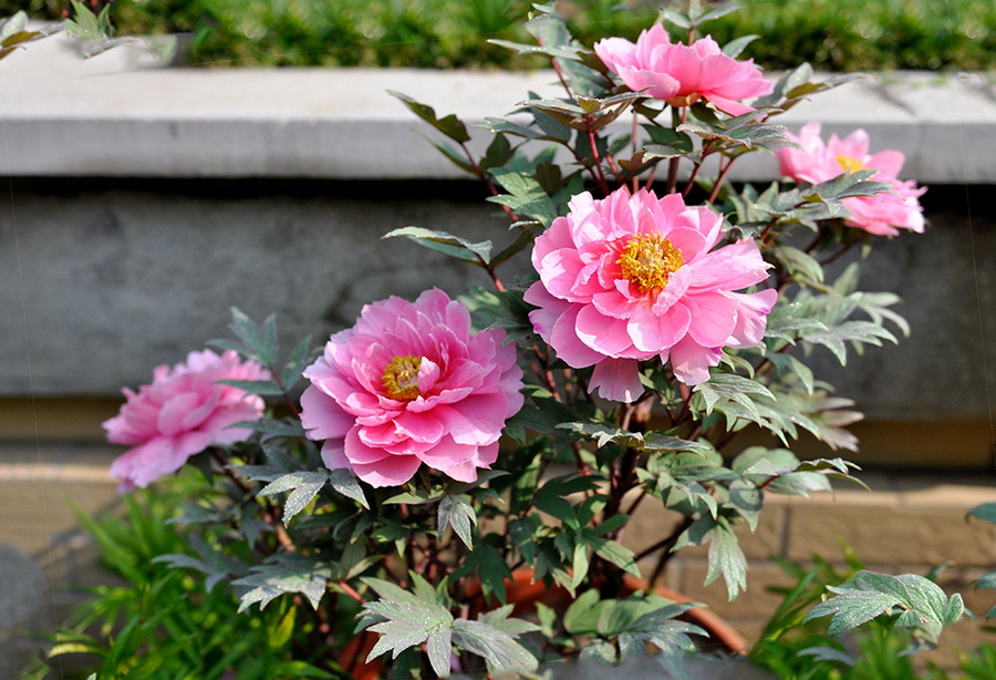 春花朵朵 摄影 若木