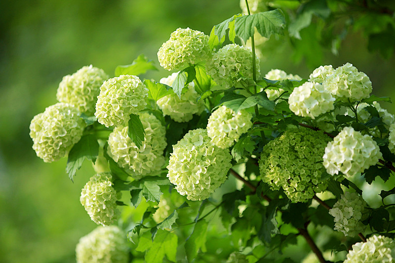 紫阳花开 摄影 秦川76