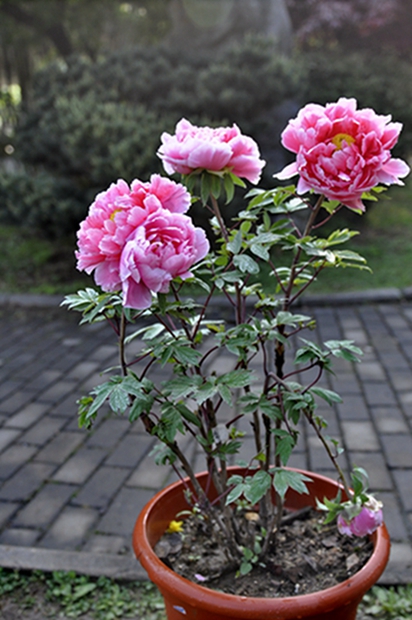 春花朵朵 摄影 若木