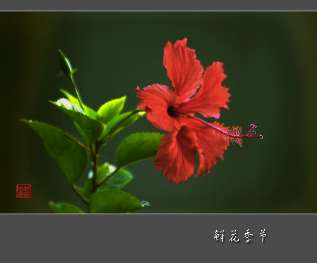 鲜花盛开的季节 摄影 一路有你