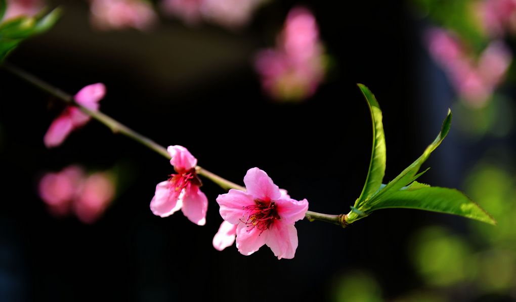 春花 摄影 春雨潇潇