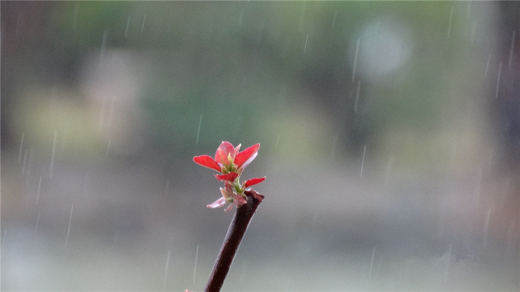 细雨 摄影 婉约