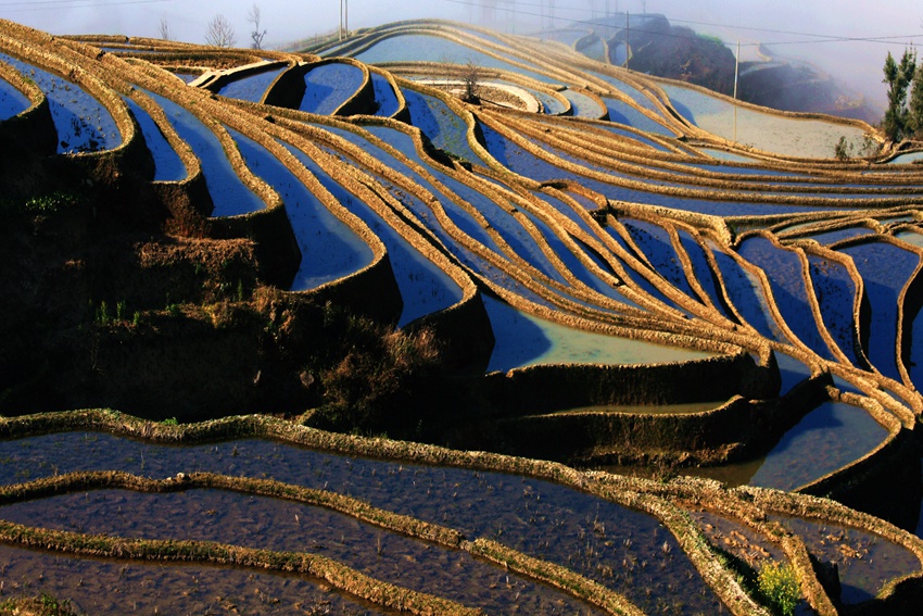 金蛇狂舞 摄影 wangshihua