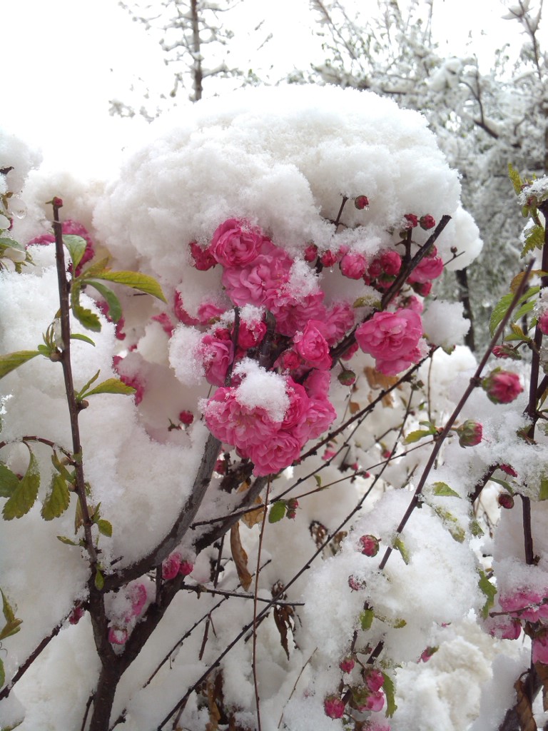 雪中花2 摄影 jiao007009