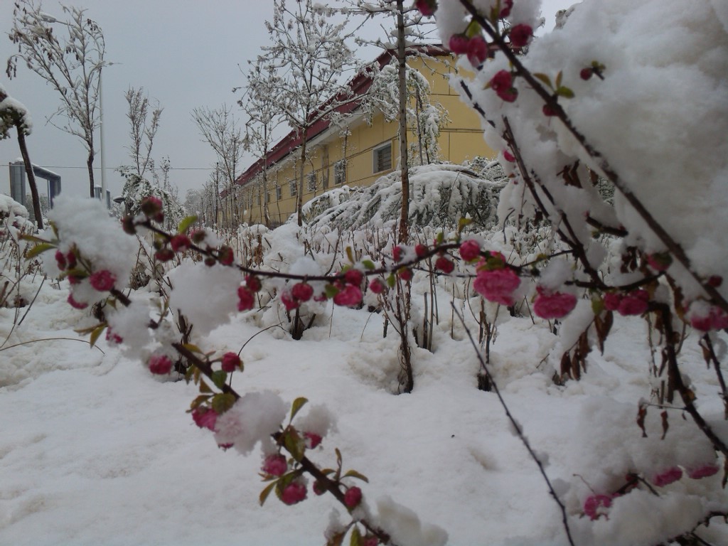 桃花傲雪 摄影 jiao007009