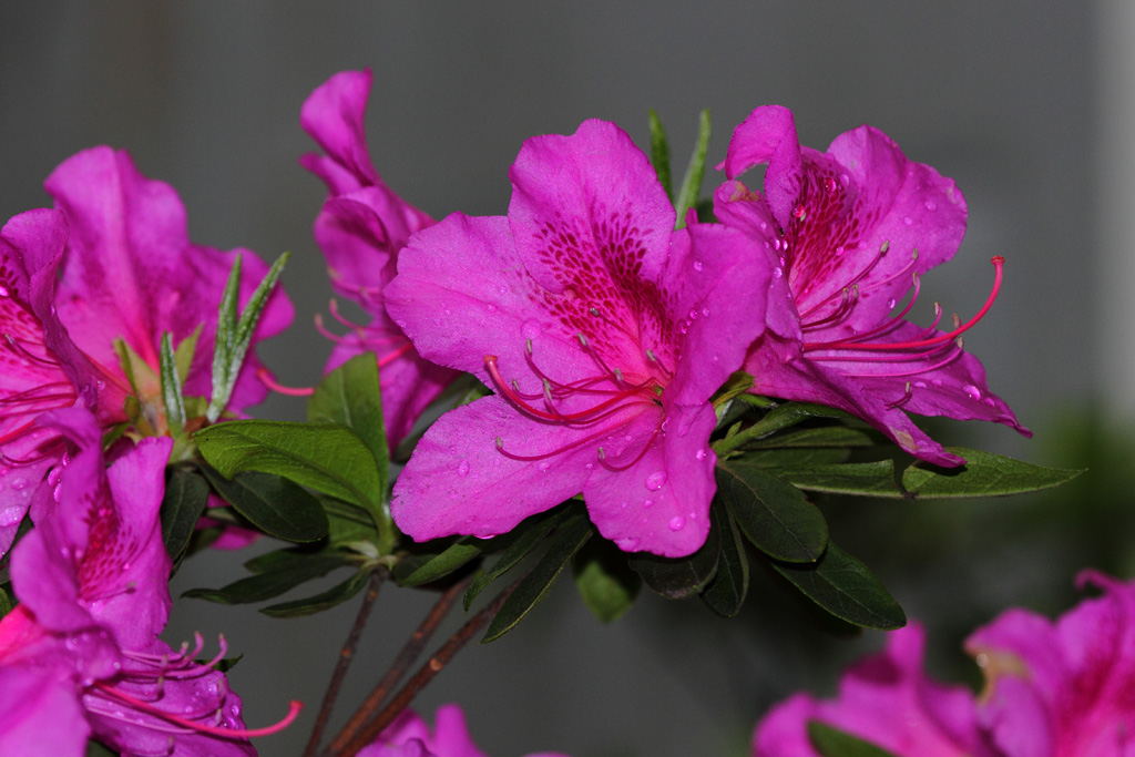 雨后的杜鹃花  1 摄影 阳澄摄徒