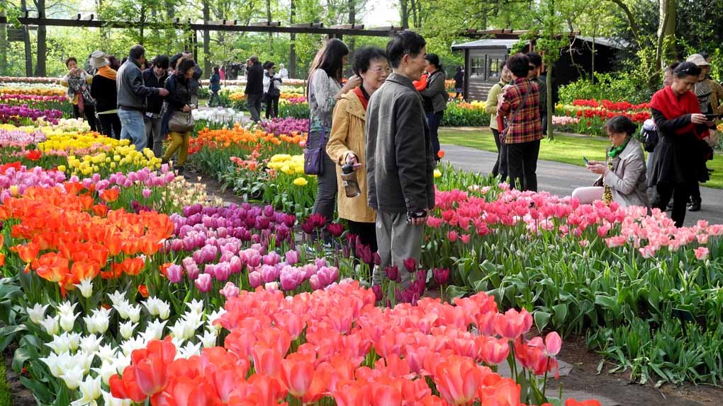 在荷兰看花展的中国旅客们。 摄影 孙黎明