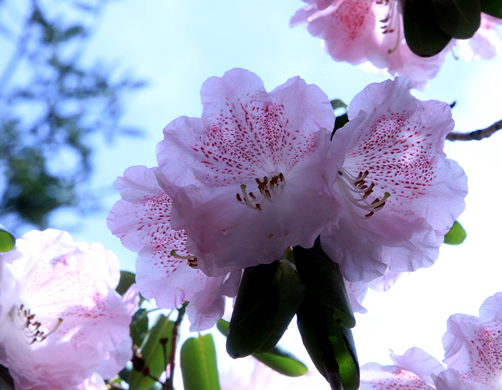 杜鹃花 摄影 于搏