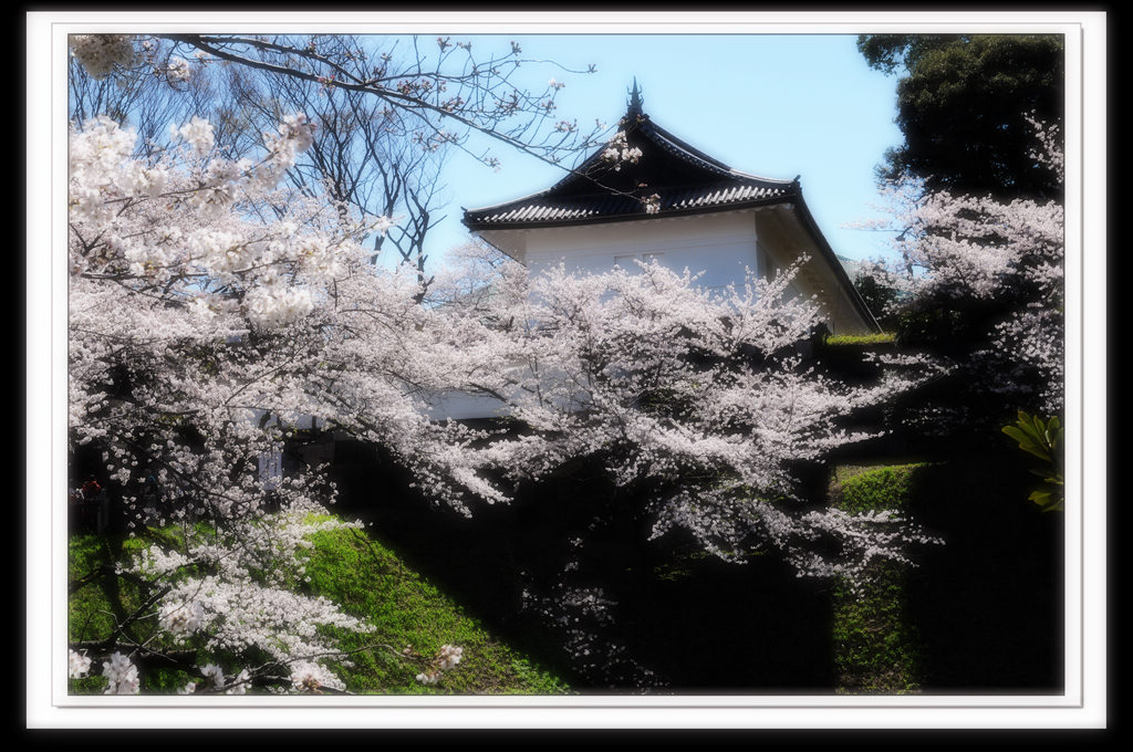 2014日本东京樱花 摄影 石人