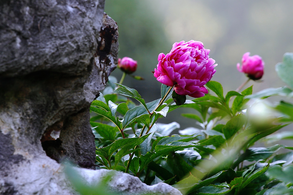 芍药 摄影 wanfugen