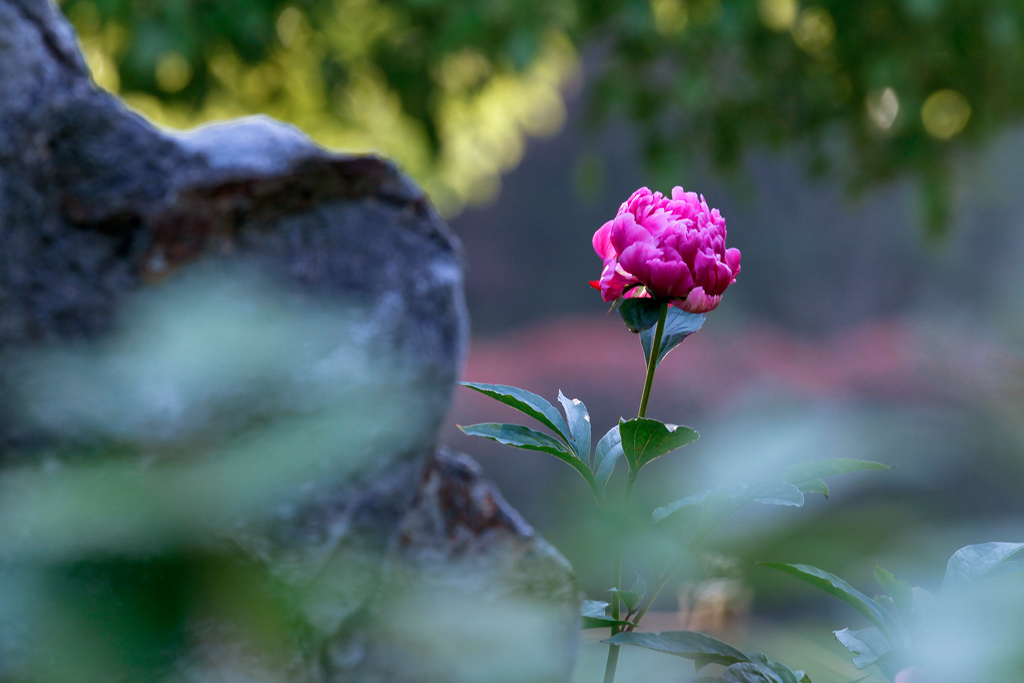 芍药 摄影 wanfugen