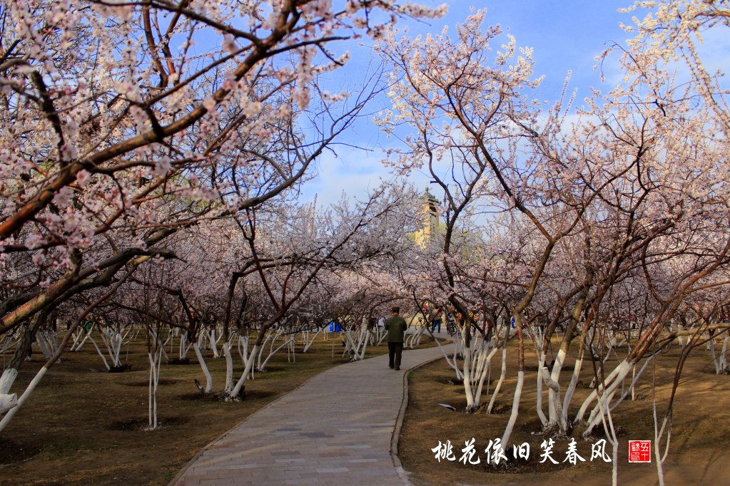 桃花依旧笑春风 摄影 五十铃