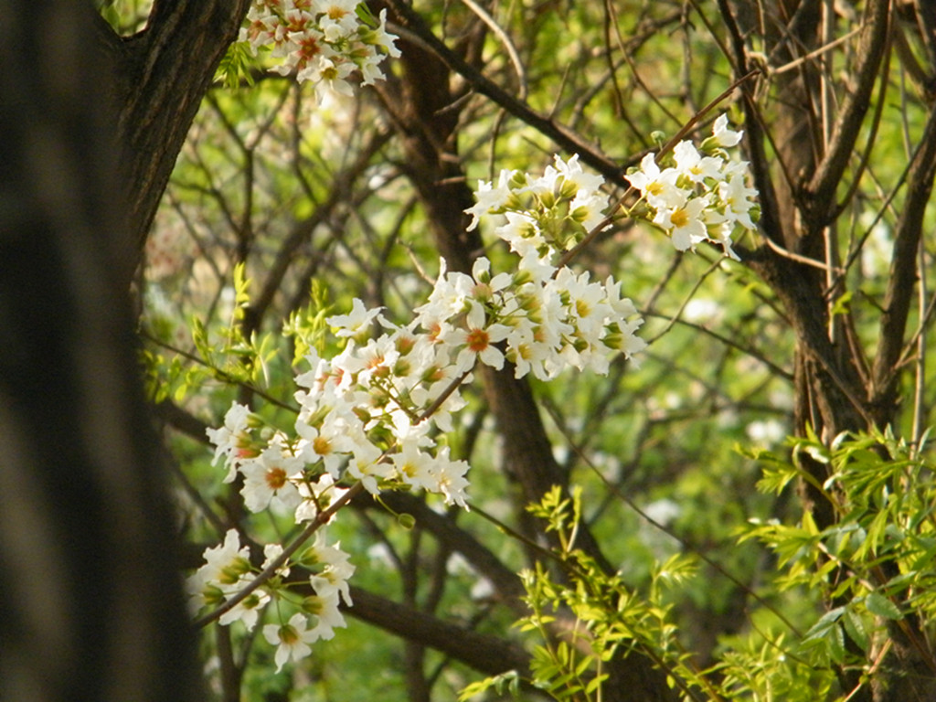 辽宁建平富山文冠果花 摄影 祁艳辉