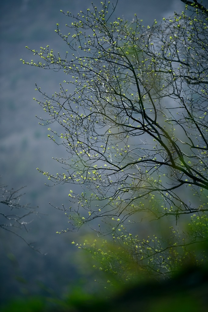 春芽 摄影 阳光灿烂中