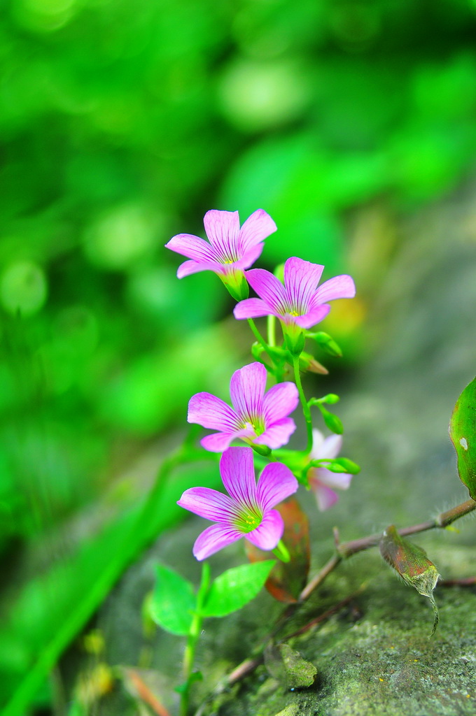 平凡的野花 摄影 青青香草