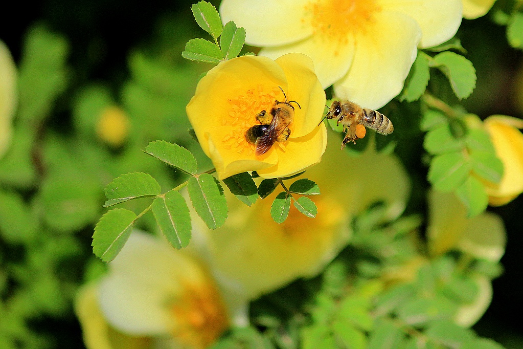 刺玫与蜜蜂 摄影 五十铃