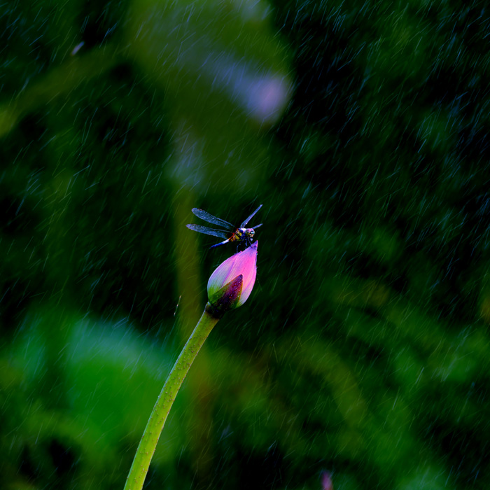 雨中恋曲 摄影 中原摄狼