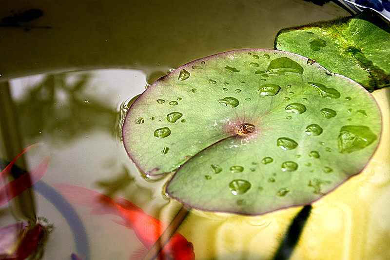 朝露 摄影 暮秋琳子