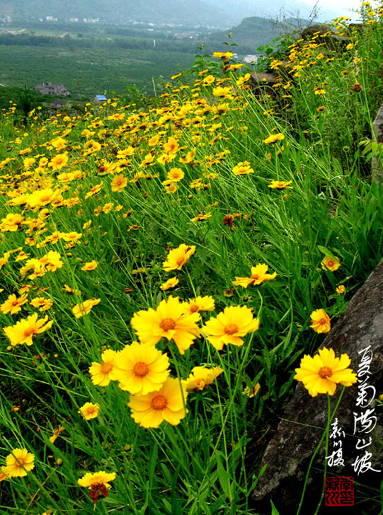 三峡野生黄菊花 摄影 地瓜大哥