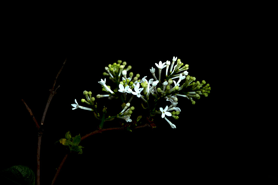 花卉集锦九【丁香花】 摄影 腾飞