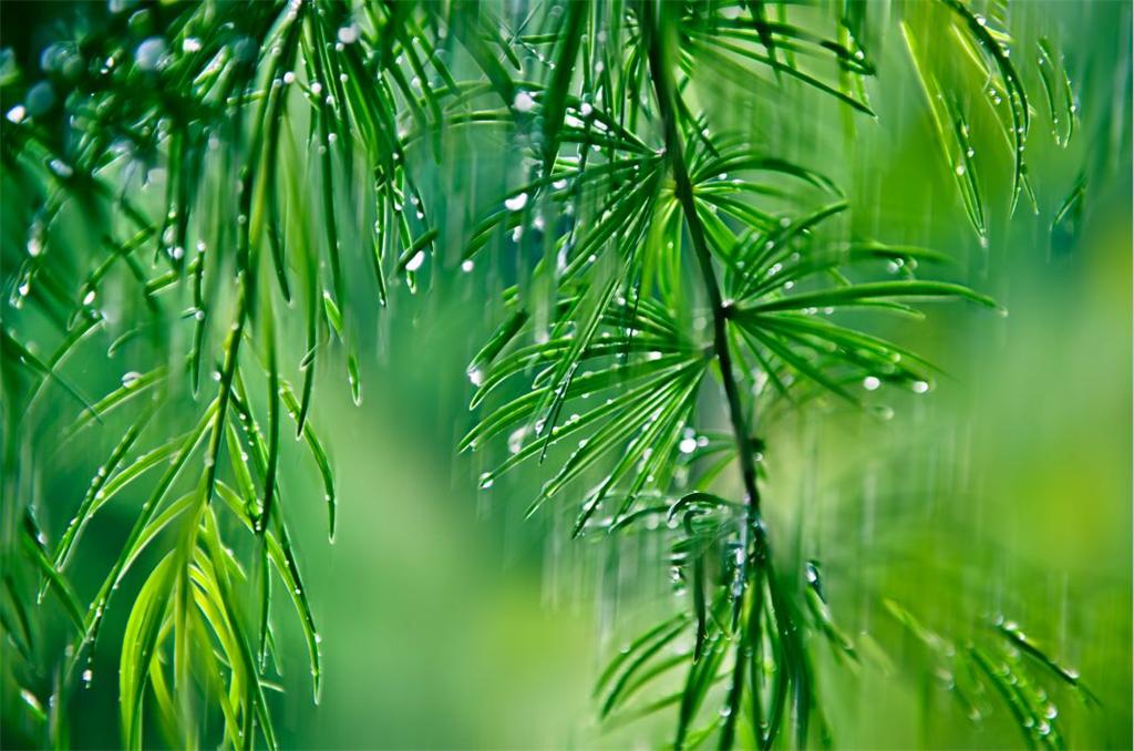 春雨润伆细无声 摄影 阿凤