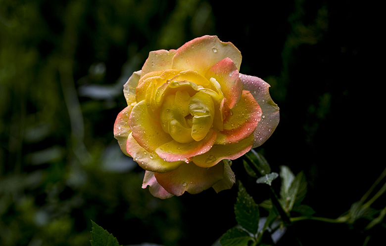 月季花 摄影 六月雨