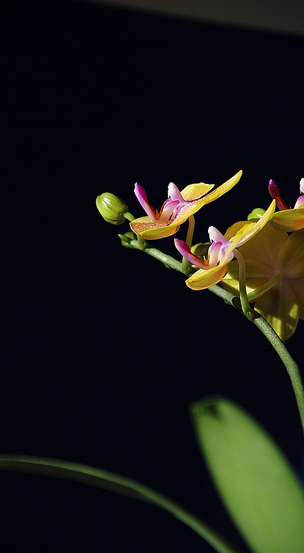 花儿 摄影 风烟