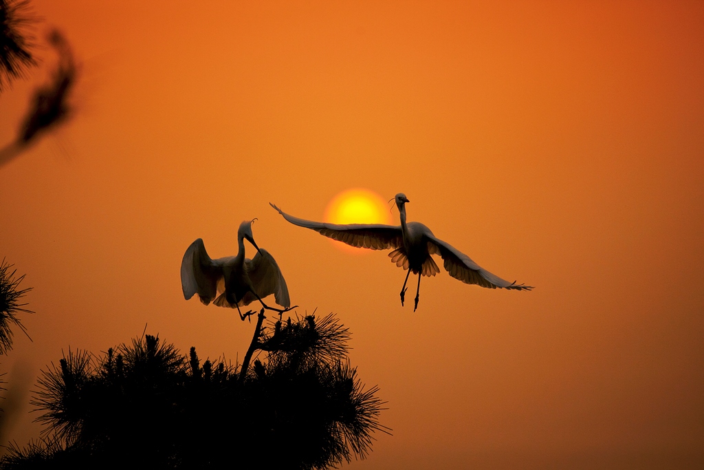 夕阳之舞 摄影 老土狼